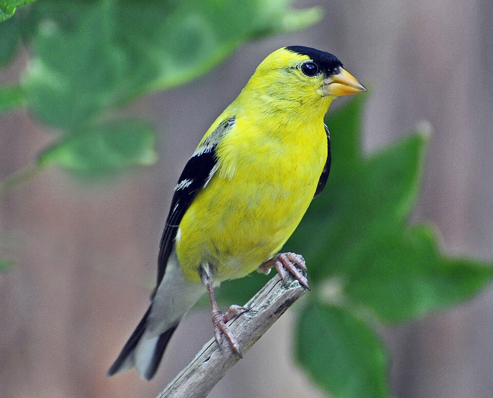 American Goldfinch in the wild
