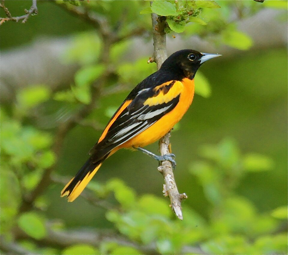 Baltimore Oriole in the wild