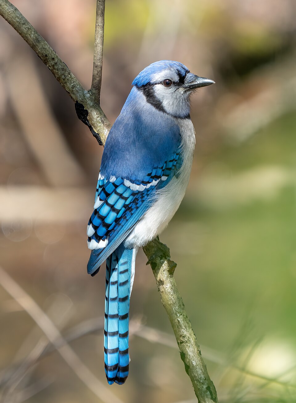 Blue Jay in the wild