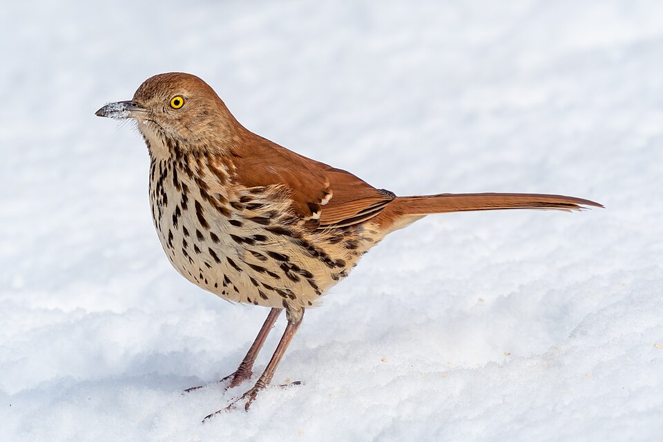 Brown Thrasher in the wild