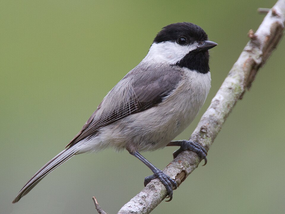 Carolina Chickadee in the wild