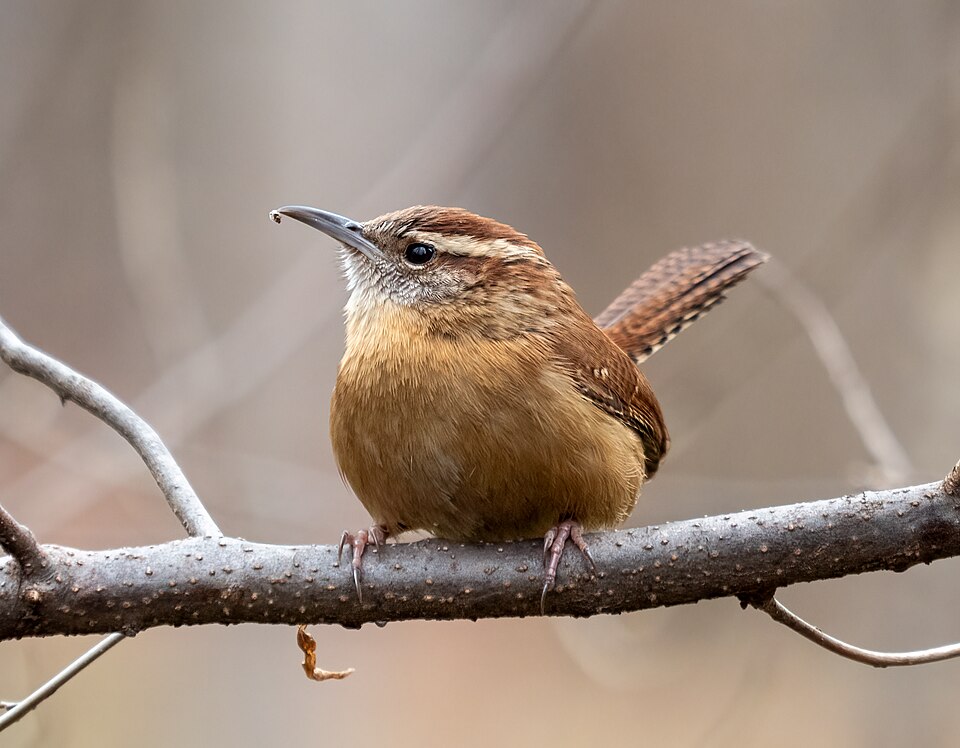Carolina Wren in the wild