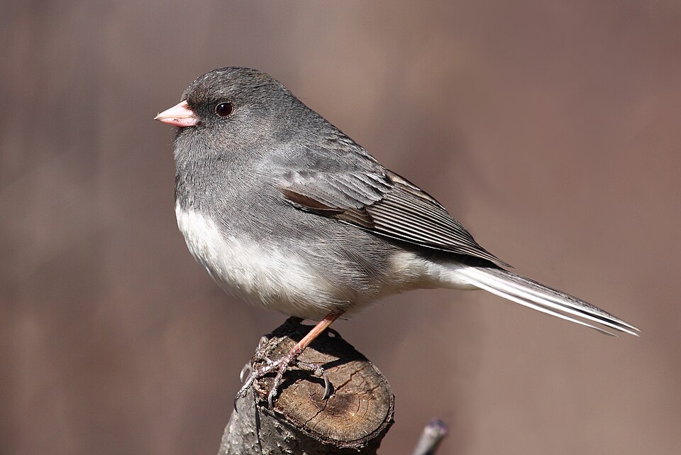 Dark-eyed Junco in the wild