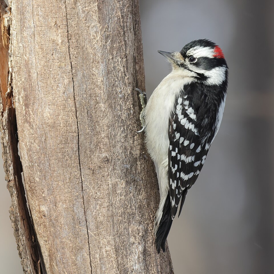 Downy Woodpecker in the wild