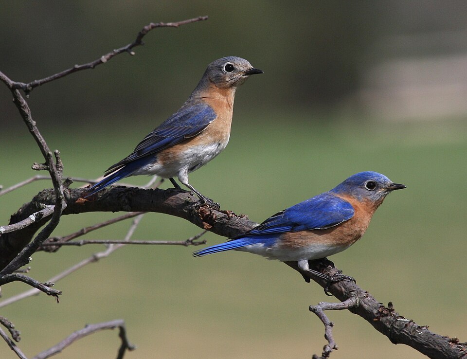 Eastern Bluebird in the wild