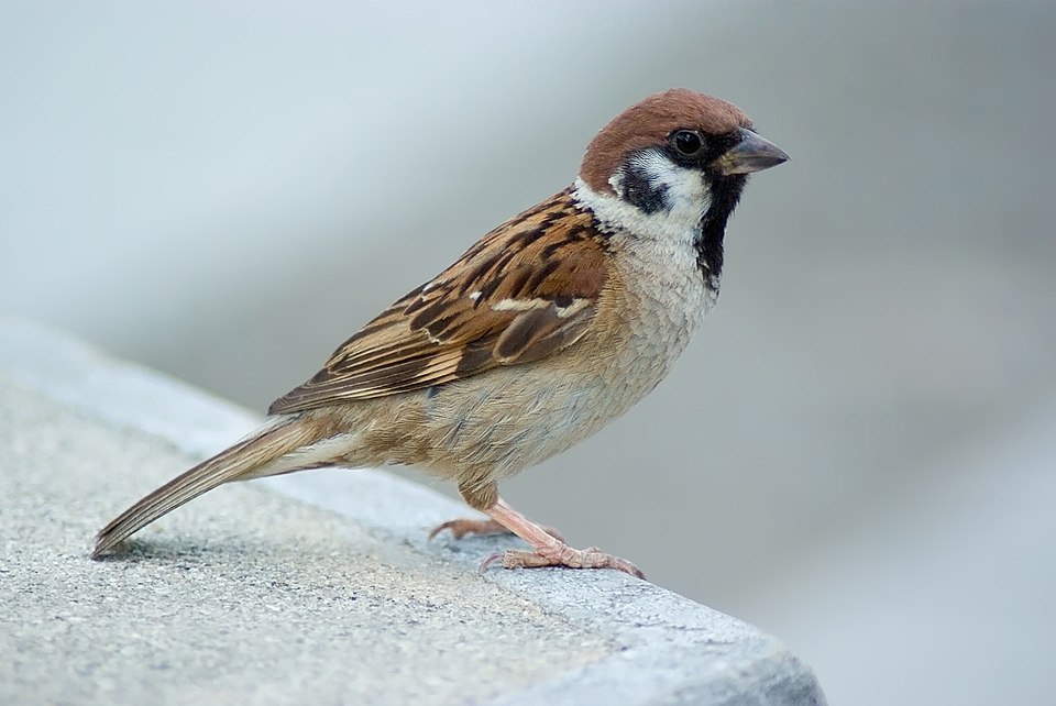 Eurasian Tree Sparrow in the wild