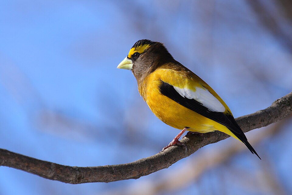 Evening Grosbeak in the wild