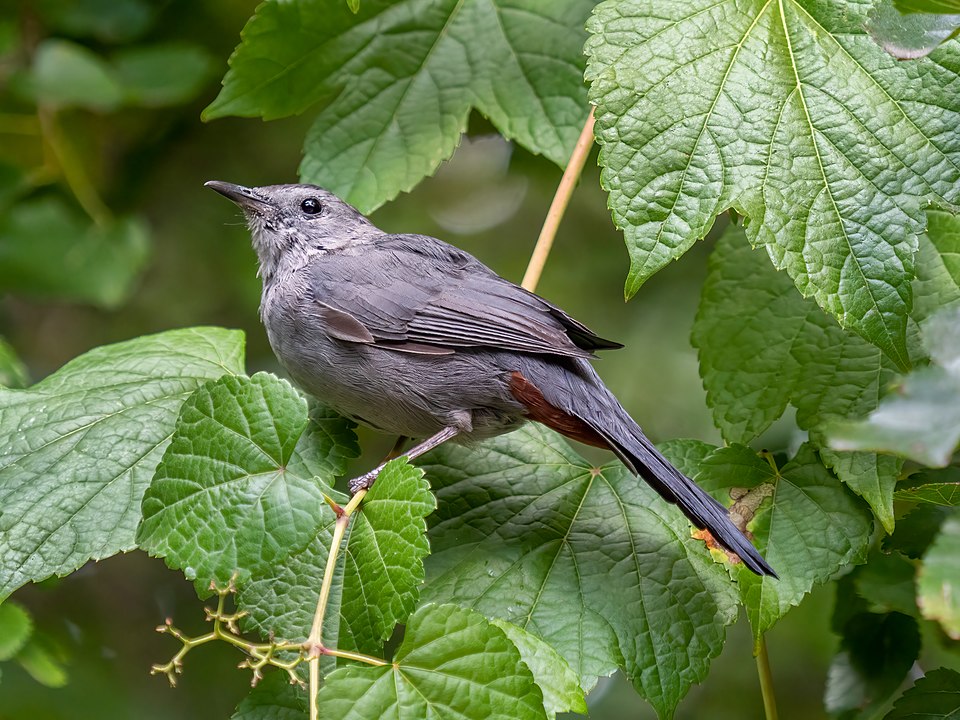 Gray Catbird in the wild