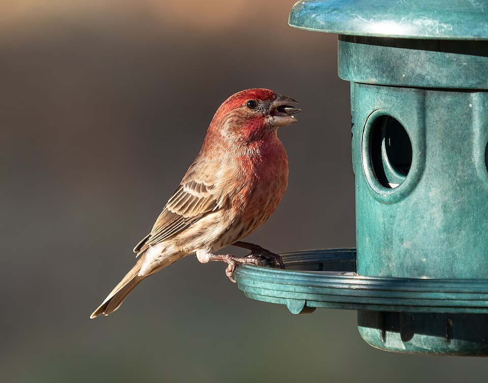 House Finch in the wild