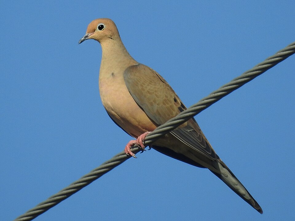 Mourning Dove in the wild