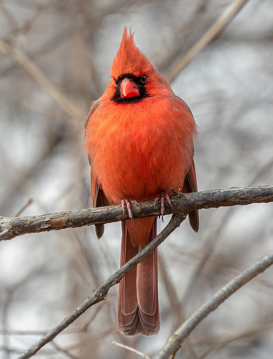 Northern Cardinal in the wild