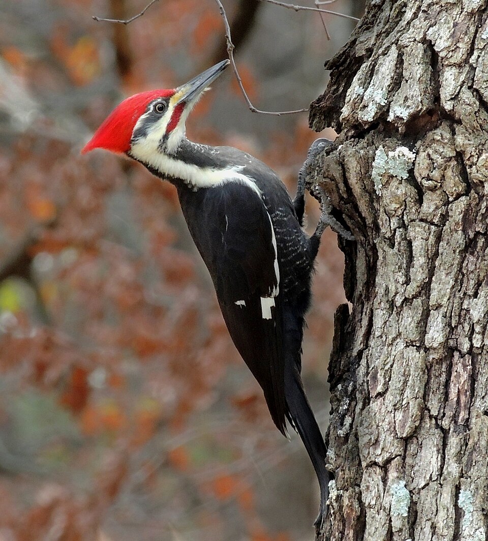 Pileated Woodpecker in the wild