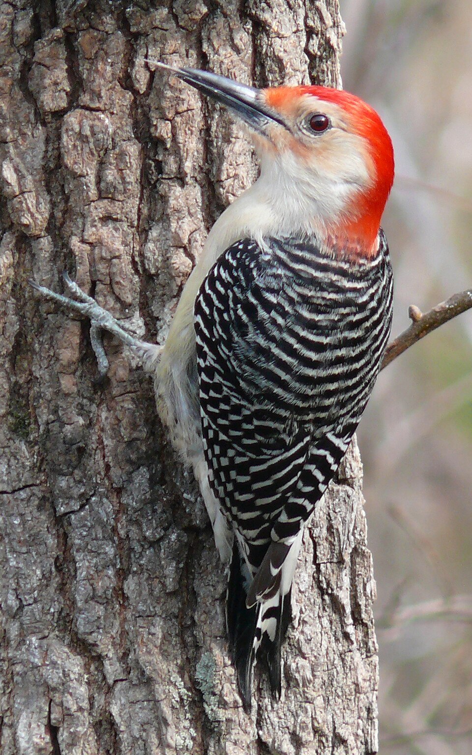 Red-bellied Woodpecker in the wild