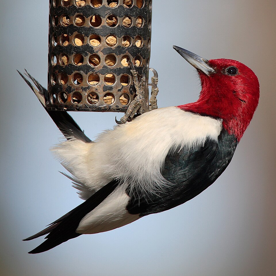 Red-headed Woodpecker in the wild