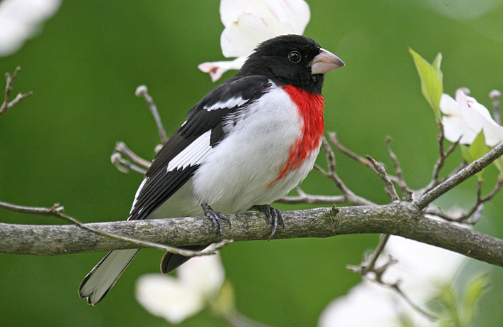 Rose-breasted Grosbeak in the wild