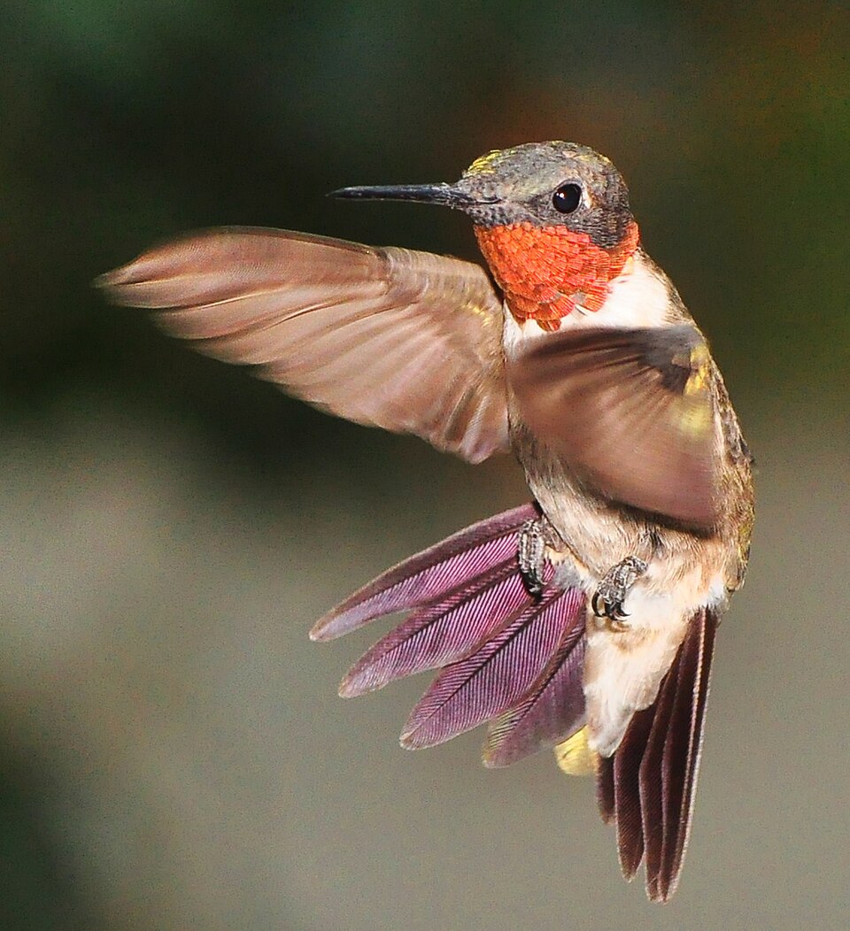 Ruby-throated Hummingbird in the wild