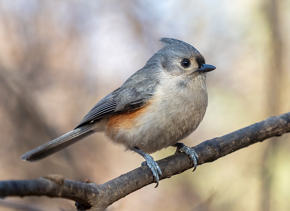 Tufted Titmouse in the wild