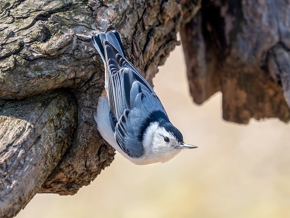 White-breasted Nuthatch in the wild
